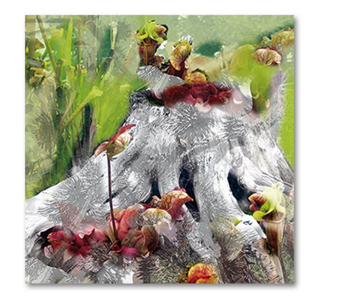 digitale Collage > waldschrat