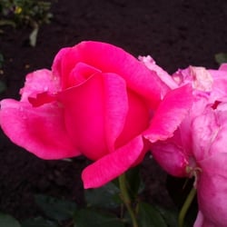 Natur 2012 Blumen Rosen