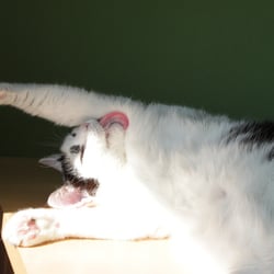 Bastet the Cat 2012 Teil 06