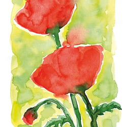 Mohnblumen