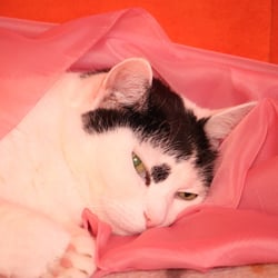 Bastet the Cat 2012 Teil 03