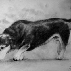 Hund klein 2010, Bleistift A4 auf Papier, 10€ Verkaufspreis