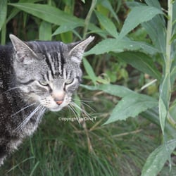 Cat Juli 2014 © by Dina.T