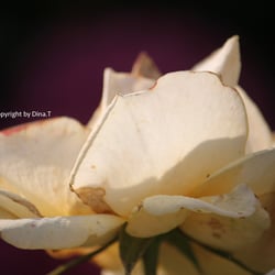 Flowers Juli 2014 © by Dina.T