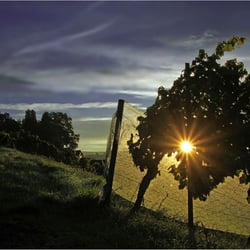 Sonnenaufgang im Weinberg