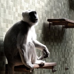 Monkey Business
