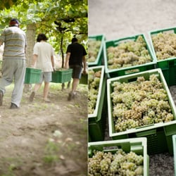 Uvas 09