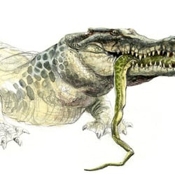 krokodil