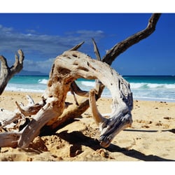 Maui