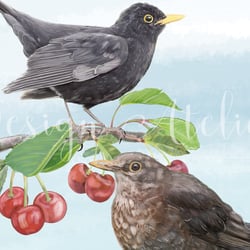 Birds 03