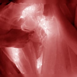 Anima gemelli