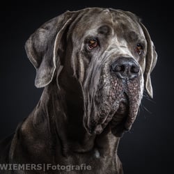 Dogge Saupacker