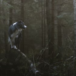 In the Forest