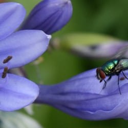 nature 15