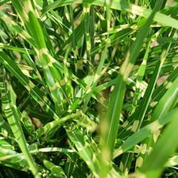 Schilfgras
