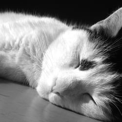 Bastet the Cat in Black and White..