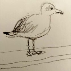 Lachmöwe