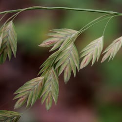 Gras