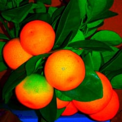Food Fotografie 2012