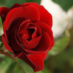 Rote Rose