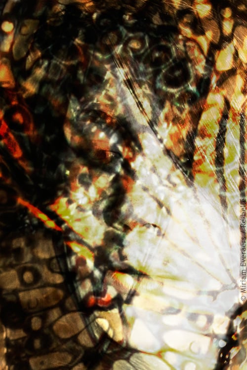 Aus der Reihe „psychodelic butterfly portraits“