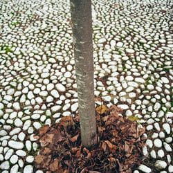LOG – 35mm ANALOG SHOT