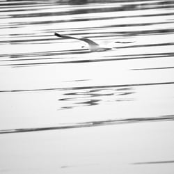 Möwe