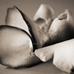 Zuchini Food Foto Übungen März 2014
