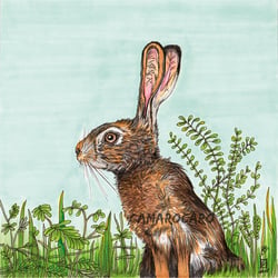 Waldtier Hase