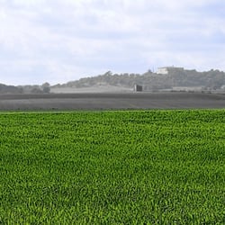 Mallorca grünt