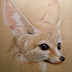 Wüstenfuchs
