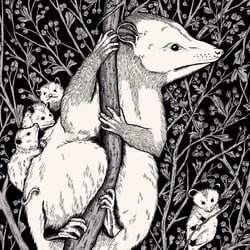 Opossum Closeup (digital)