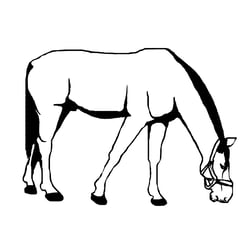 pferd