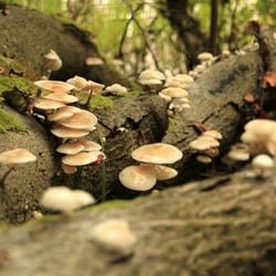 Mushrooms