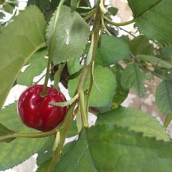 Natur 2012 Baum