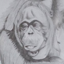 Orang Utan, Graphit