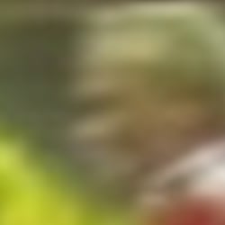 ran (1. Bundesliga/Sat.1)