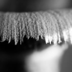 pilz welt9
