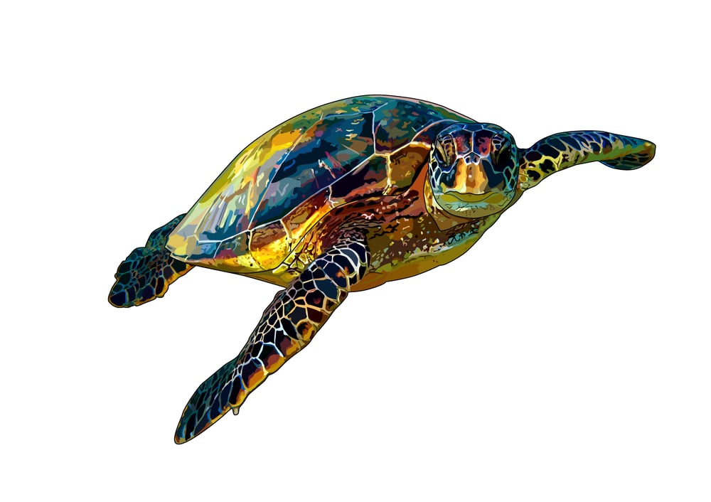 Karettschildkröte