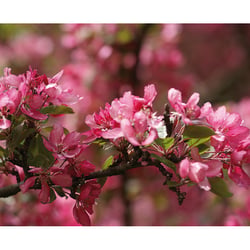 Kirschblüten