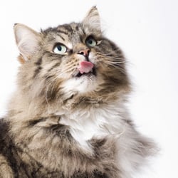 Tierfotografie, Katze