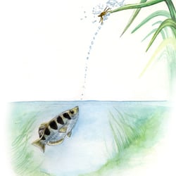 Schützenfisch, Tropicals Islands Management GmbH, 2010