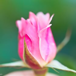 Blumenbild (35 von 60)