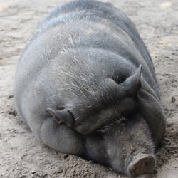 Hängebauchschwein Vogelpark Marlow