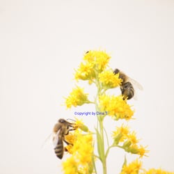 Nature – 2014- Foto Übungen