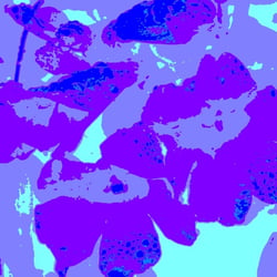 Blüten