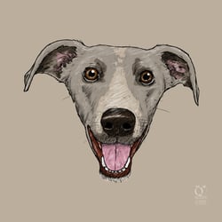 WINDHUND
