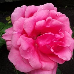 Natur 2012 Blumen Rosen