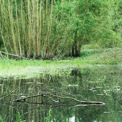 See in Wald