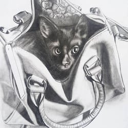 Katze in Handtasche – Bleistift auf Bristolpapier